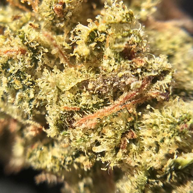 TheflowershopSd's tweet photo. Fresh #AK47 from #TheFlowerShopSD #sdmmj #SanDiegoStoners #SDdelivery #TheFlowerShopSanDiego #Prop215 #SB420 http://t.co/J3kBt11Qj6