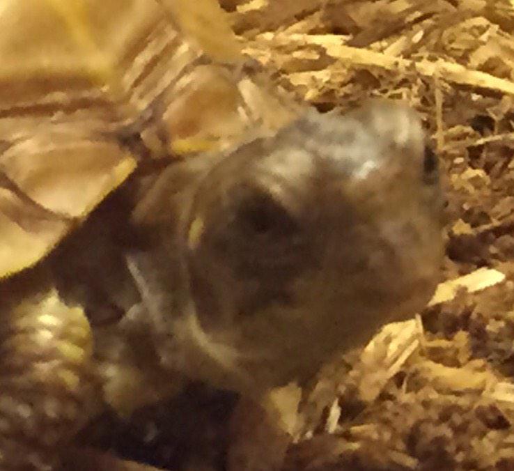 lilwaynetho's tweet photo. When u wanna leave but ur bitch leaves U in a cage #turtleprobs http://t.co/Vc5pxcp6LI