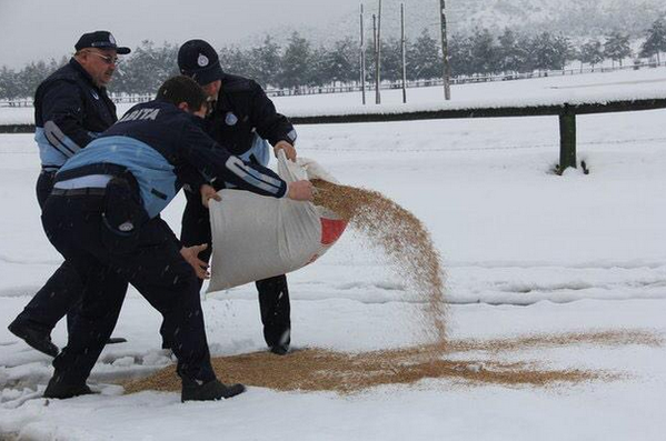 Turkey Government workers throw down grain on the snow 4 the birds so they do not go hungry.
Love this! 
So AWESOME!