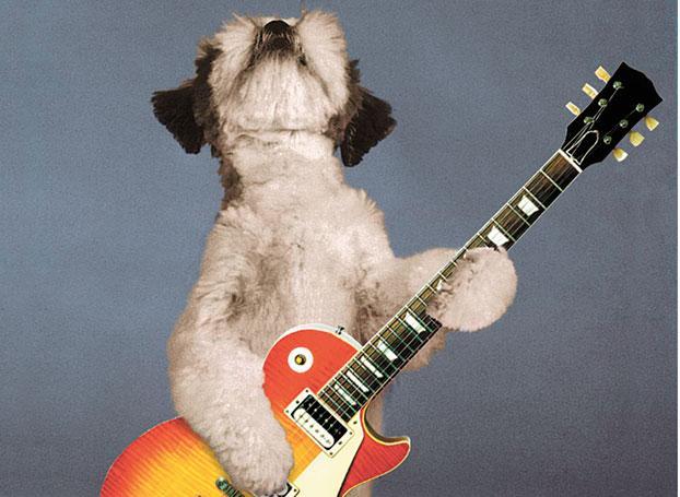 madbroser's tweet photo. I been workin' like a dog trying to get the album out!
@fadedjorts @newmanification #dogswithguitars #toneforbone http://t.co/wue8ia8KGy