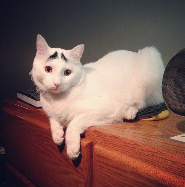 HayQueSaberlo's tweet photo. Sam, el gato con "cejas" que ha causado revuelo en Internet. http://t.co/x00uM9gP4C