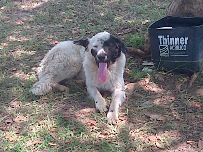 PerroUsuario's tweet photo. "@AliceeProAnimal: !EN ADOPCIÓN OVEJERO! Es muy hermoso y cariño,está en calle.Valles del Tuy-Vzla 0414-121.36.80. http://t.co/kV7cu0Is0Q"