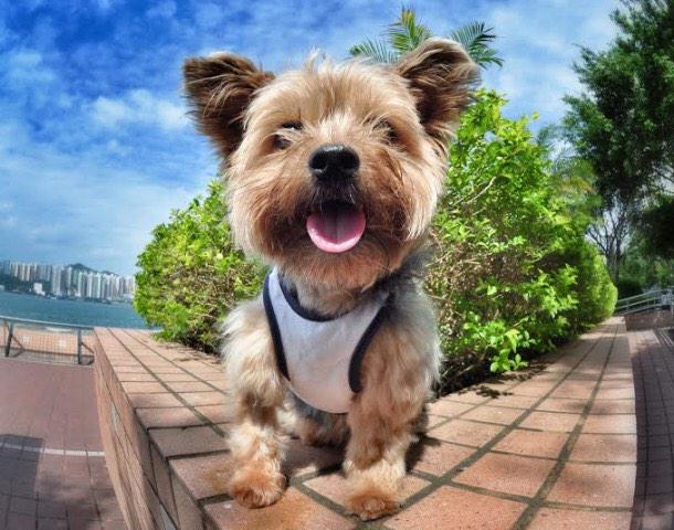 streetstyledogs's tweet photo. Hi I'm Kintai! Come check me out: http://t.co/URbVVj4J8k #dogs #fashion #streetstyledogs http://t.co/pqcYh4BVOA