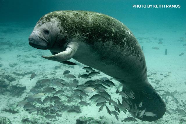 Earthjustice's tweet photo. Make way for #manatees! 300 flock to FL town w/ protected waters, shut down swimming areas. http://t.co/u2pisKBOba http://t.co/OIyar3dESe