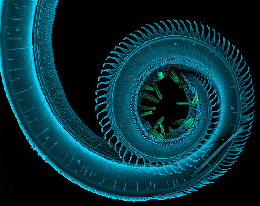 republicofmath's tweet image. Structure of a moth proboscis, from "Incredible Inner Space" ab.co/1zGjAo9