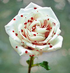 Ashley_Wolf2's tweet photo. Why should I care about you
If I can't evan care for myself http://t.co/Bf4iVHj5ew