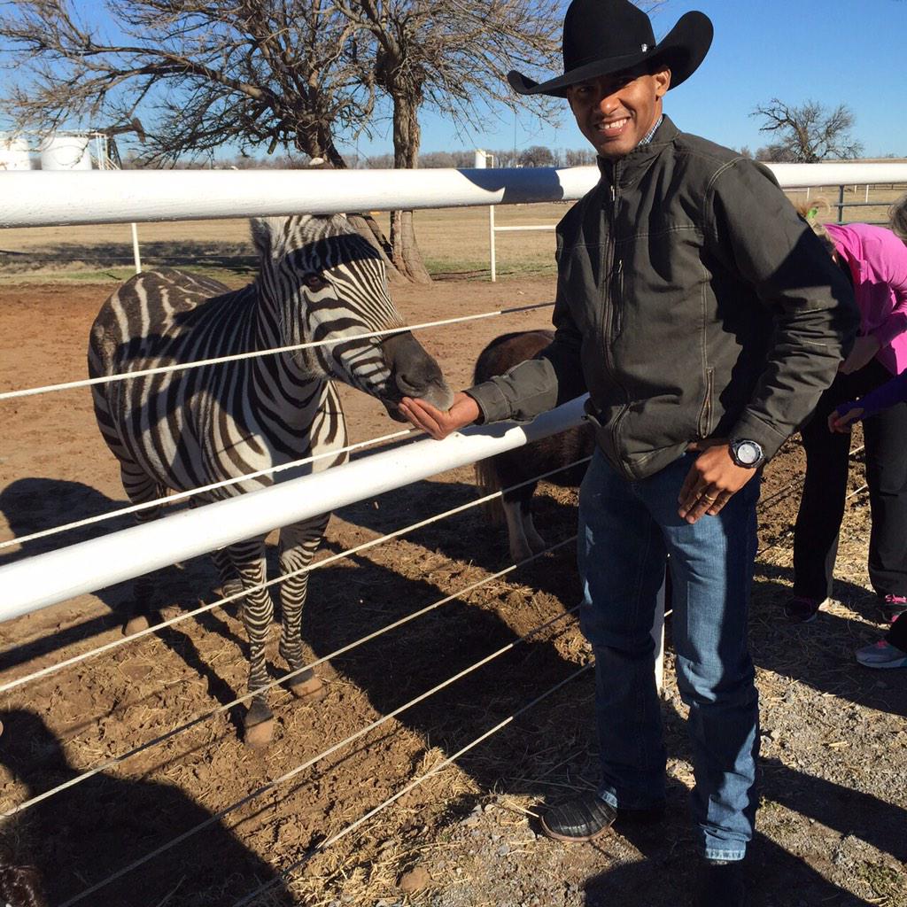 treating Zebra tratando da zebra