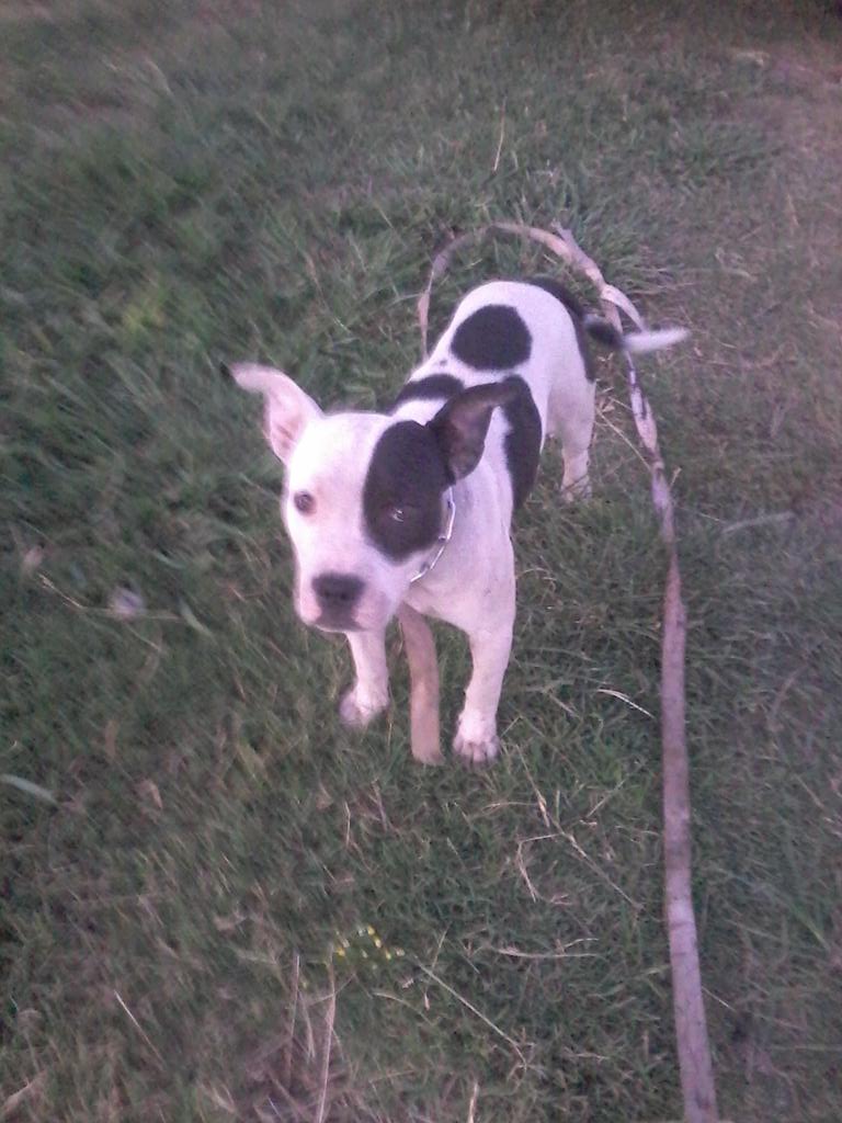 franryback's tweet image. Mi dog