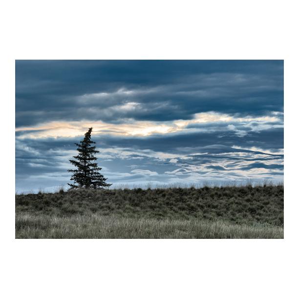 BrianMaslyar's tweet photo. Lone Tree at Sunset, San Juan National Forest, CO. #telluride #colorado #nature #naturephotography #landscape #usdoi http://t.co/8QSQKuhlSw