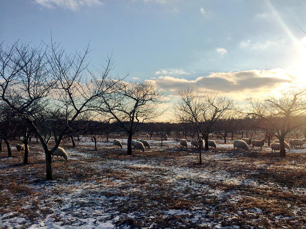 CarrieWoolley1's tweet photo. Frozen snow &amp; ice makes grazing tough so supplementing the ewes with hay #OntarioSheep #farm365 http://t.co/mDLMyEmd5g