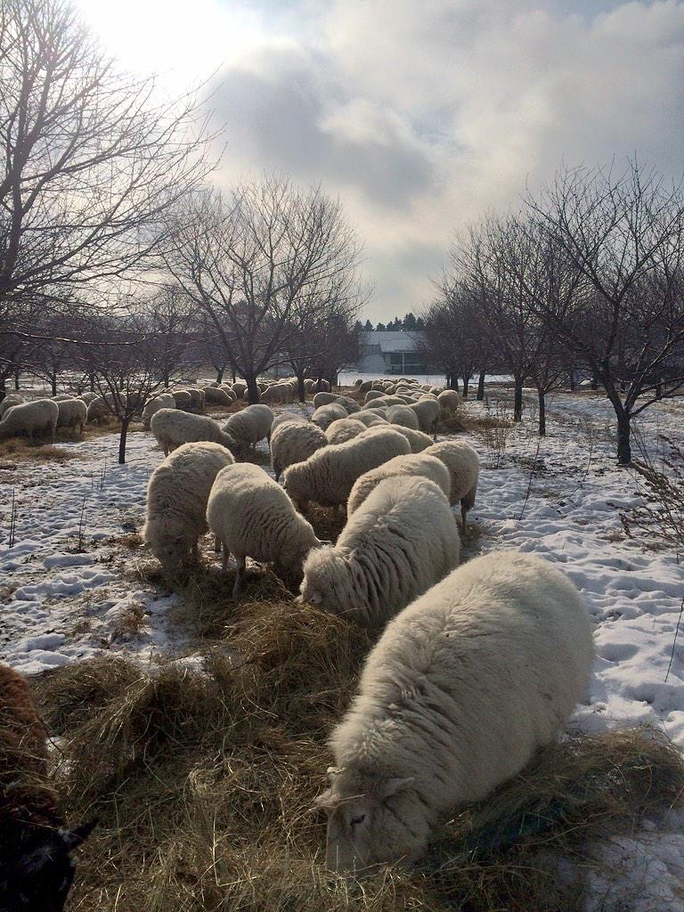 CarrieWoolley1's tweet photo. Frozen snow &amp; ice makes grazing tough so supplementing the ewes with hay #OntarioSheep #farm365 http://t.co/mDLMyEmd5g