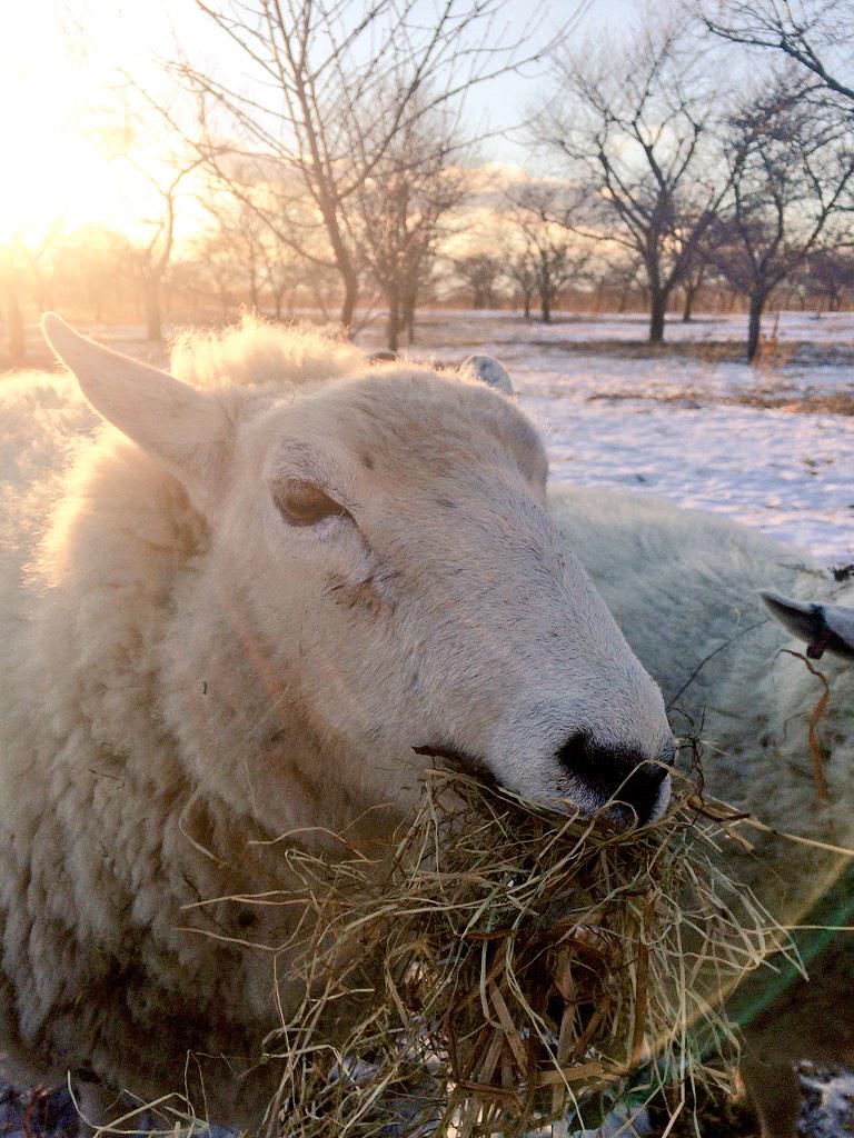 CarrieWoolley1's tweet photo. Frozen snow &amp; ice makes grazing tough so supplementing the ewes with hay #OntarioSheep #farm365 http://t.co/mDLMyEmd5g