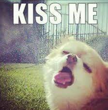 danielasierra's tweet photo. Jorge Salinas besa como este perrito @Jess_Arenas http://t.co/Xua1Z500kF