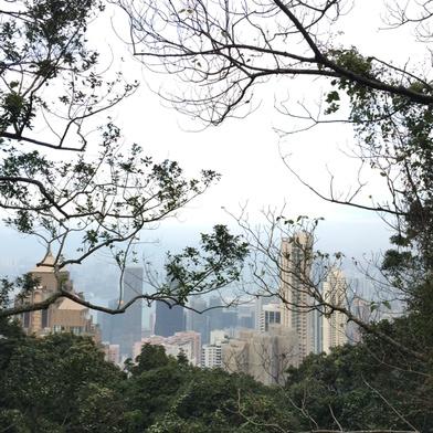 Le_Coop's tweet photo. HKG through trees http://t.co/HGKoVEzdwp