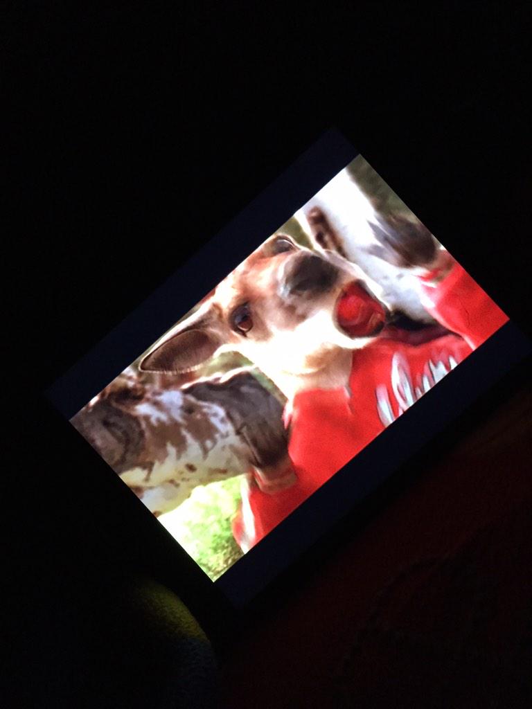 ian_randall14's tweet image. My man jacky legs #kangaroojack