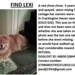 Photo by Find Lexi! (@FindLexiTheDog)
