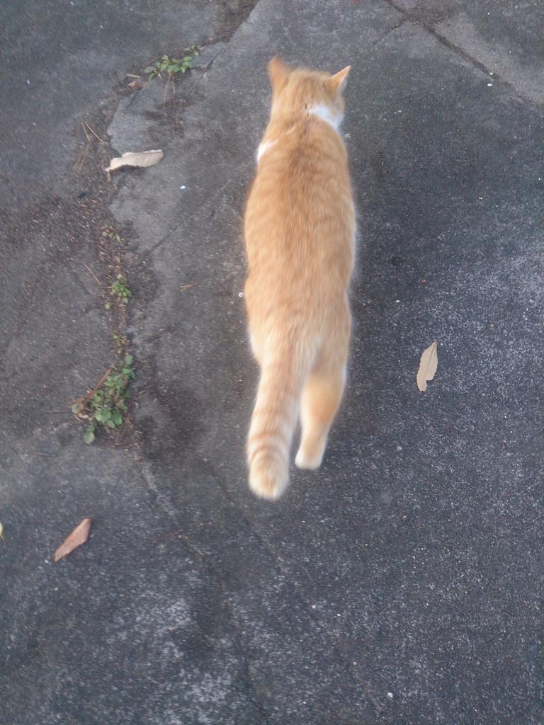 mirandaoneko's tweet photo. 水を求めるきなこ http://t.co/JqW2LdwIV1