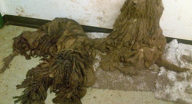 A3Noticias's tweet photo. La increíble transformación de unos caniches abandonados, en el blog 'Esto no es Noticia'
http://t.co/uvaQdOQS0f http://t.co/zq26aukA1Y
