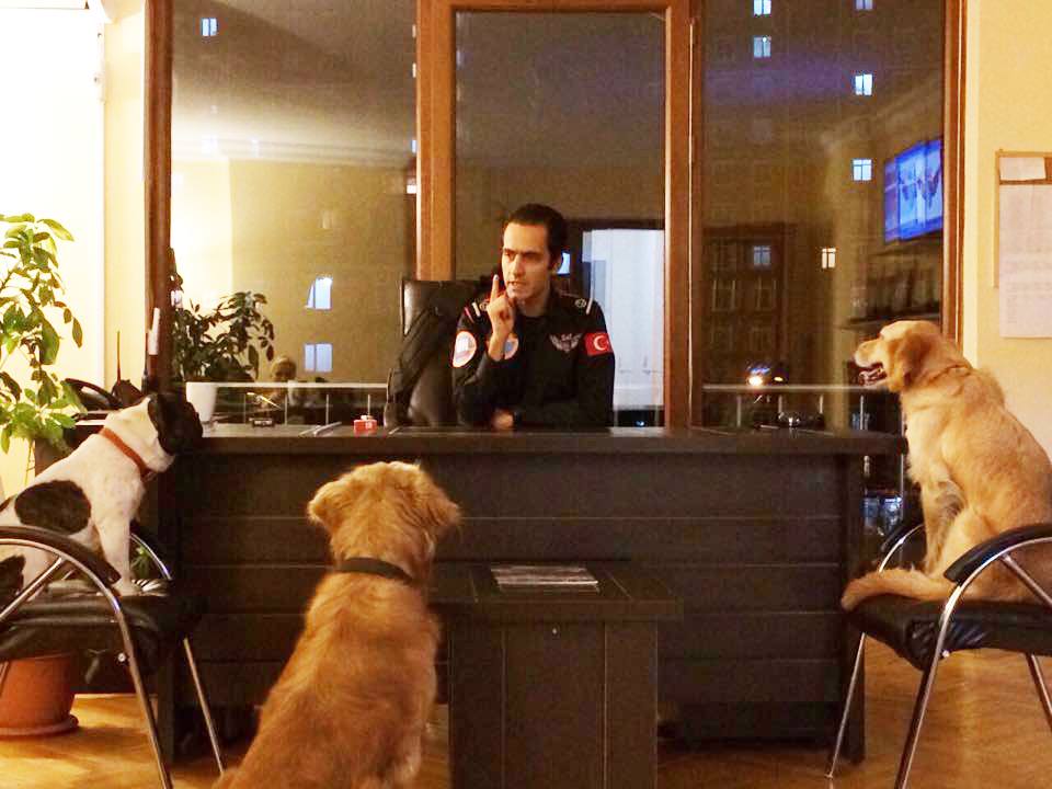 Sokağa terk edilen 3 dostumuz Arama-Kurtarma Müdürlüğümüzde çalışmaya başladı :)