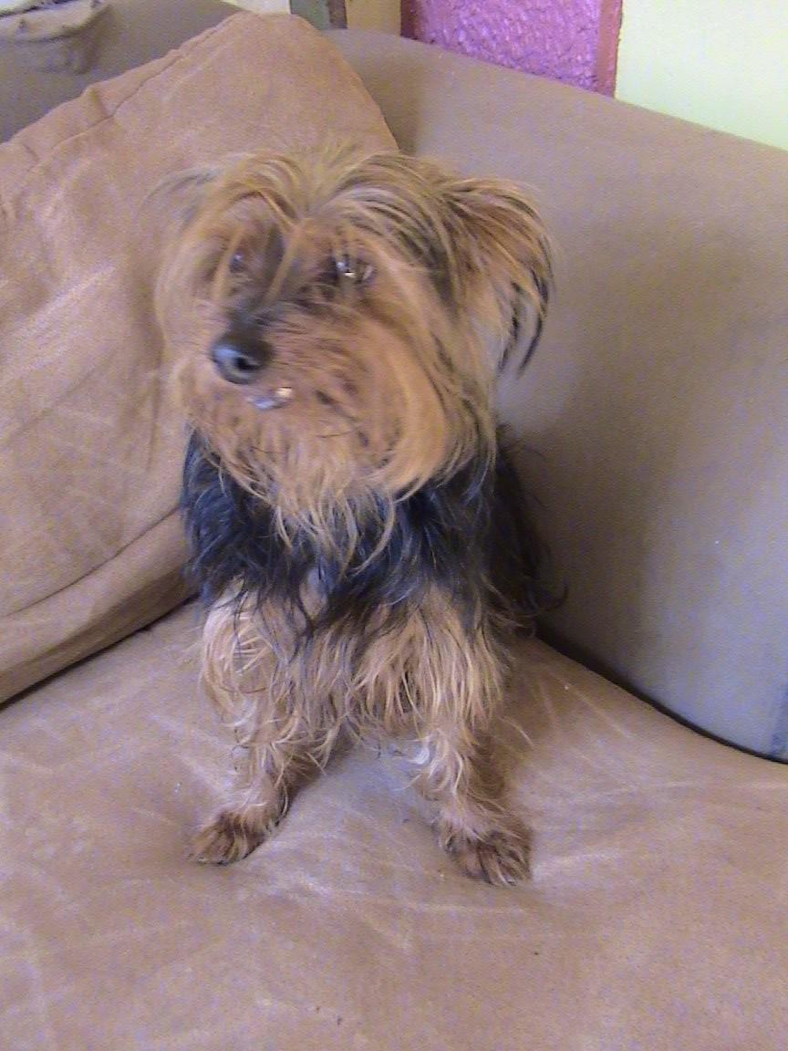Tango_BME's tweet photo. SE BUSCA AL DUEÑO PERRITA YORKIE marrón y negra, pelo largo hallada Hdad Gallega MARIPEREZ Ccs inf @PerrosPCcs http://t.co/rw5bUAlJII