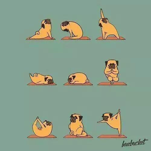 woofatBBB's tweet photo. The only way to start your day, pug yoga... ππΎππΎπ #yoga #pug #BBB #pugproducts #pugrescue #vegan #puggifts #pugitems http://t.co/p0J5tp2Yx7