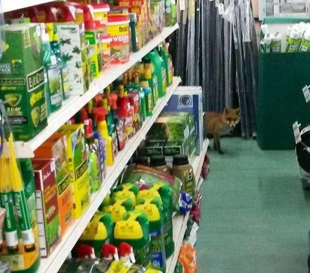 scardifields's tweet photo. Someone's come in from the cold http://t.co/wKz6sY0Dim