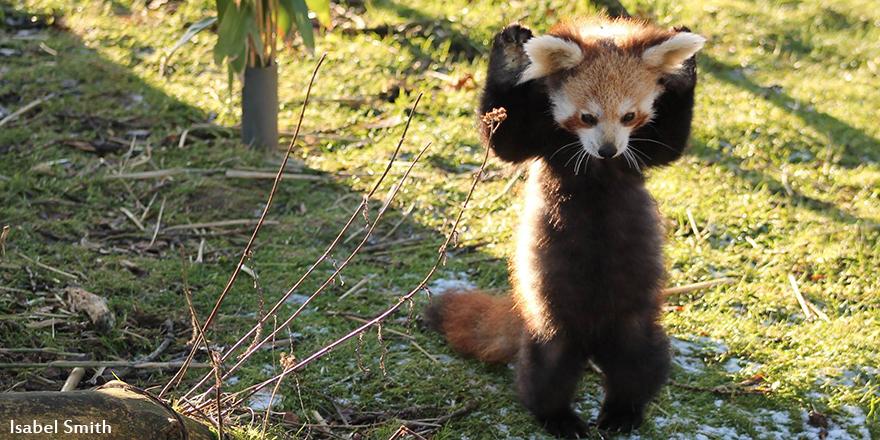 Whipsnade Zoo "It's a surprise red panda attack RAWR! This #FanFriday was taken by Isabel Smith. Too cute! http://t.co/rihO6hUbEN" / Twitter