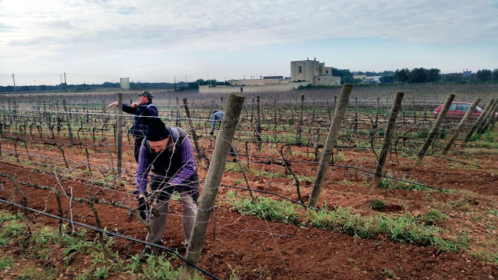 Uno dei momenti più importanti per la vigna:la potatura a #Carvinea.Vuoi sapere come funziona? carvinea.com/la-potatura-de…