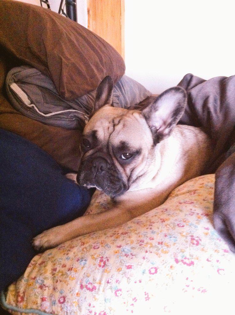 BullyMiaTJ's tweet image. Mia just doesn't want to get up yet!!! #MiaMischief #frenchieproblems