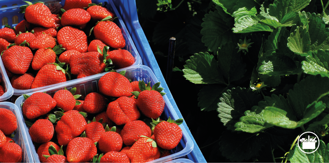 Mercadona's tweet photo. Y de postre… 🍓🍓 Fresón de Huelva🍓🍓 de #Mercadona: http://t.co/V0SbFWSJpK http://t.co/pJJqs0gGkK