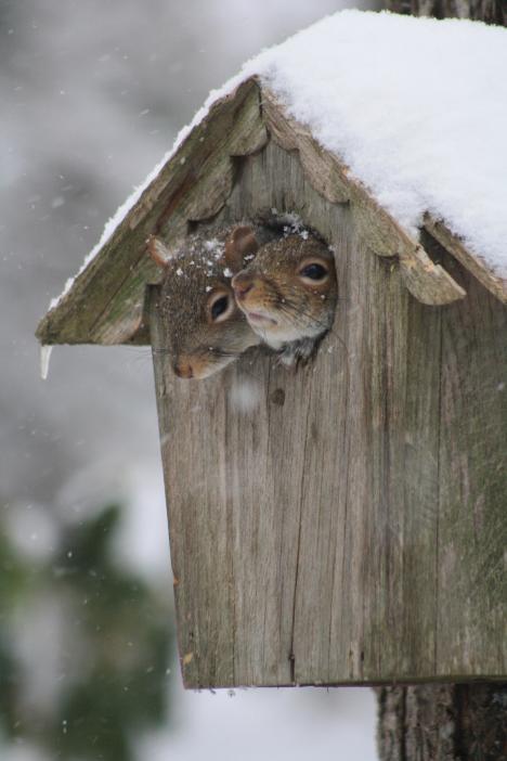 Plant4Seasons's tweet photo. Be sure to stay safe and warm this weekend!  
- Your friends at Changing Seasons ;) http://t.co/ozPnvoteeH
