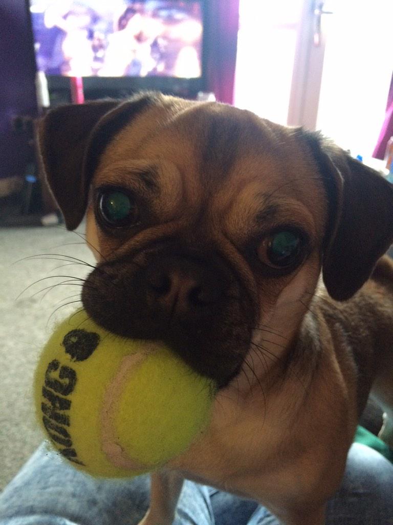 patsy_doyle's tweet image. Throw my ball mummy 🐾🐾