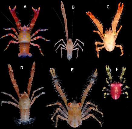 CSIC's tweet photo. Identificadas 92 nuevas especies de cangrejo. Proceden de varias expediciones tropicales. http://t.co/4C0nHaVIhe http://t.co/YT00HAZouK