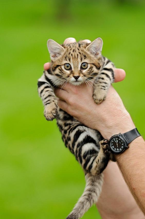 手のひらサイズ 世界最小のネコ クロアシネコ が可愛すぎて悶絶 Togetter
