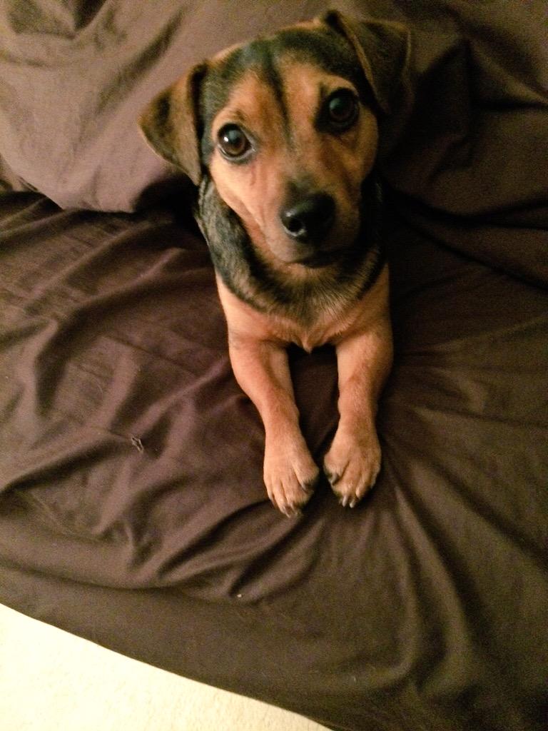 GeorgiaDukes's tweet photo. Little Bob! 🐶💤 http://t.co/DrshSVUyzI