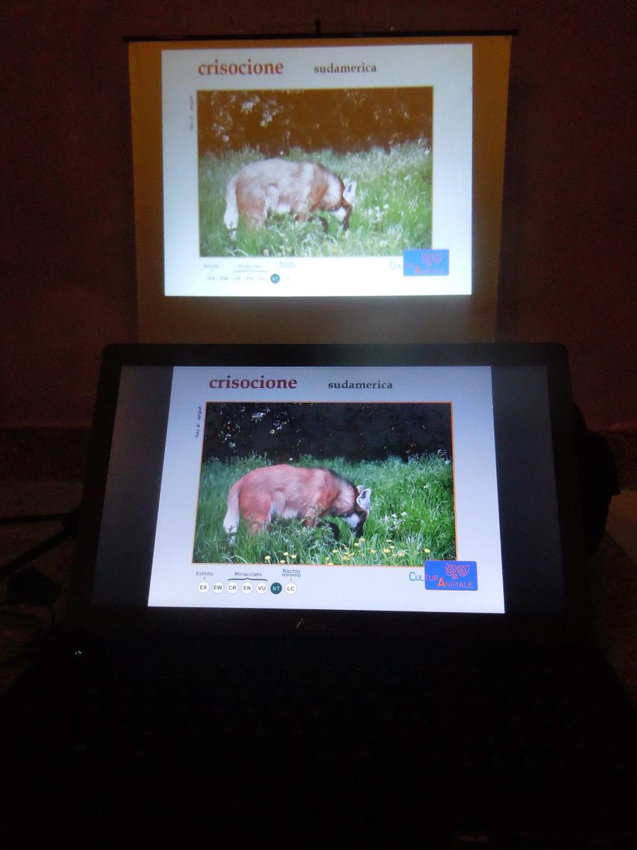 Fino al 30 gennaio le nostre slide sugli animali in via d'estinzione nell'ex chiesa di San Francesco. #urladalpianeta