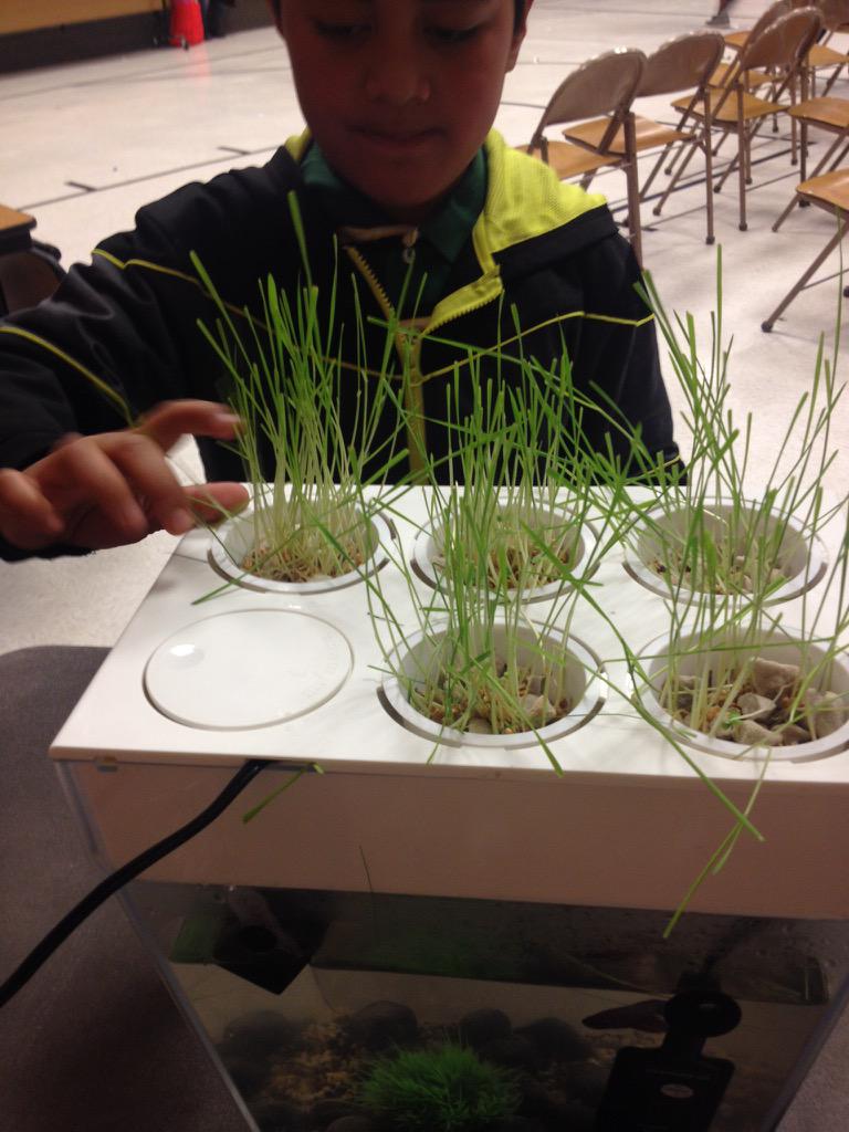 WasatchGardens's tweet image. A student checking out James Brown, our aquaponics fish at science Thursday #sciencerocks