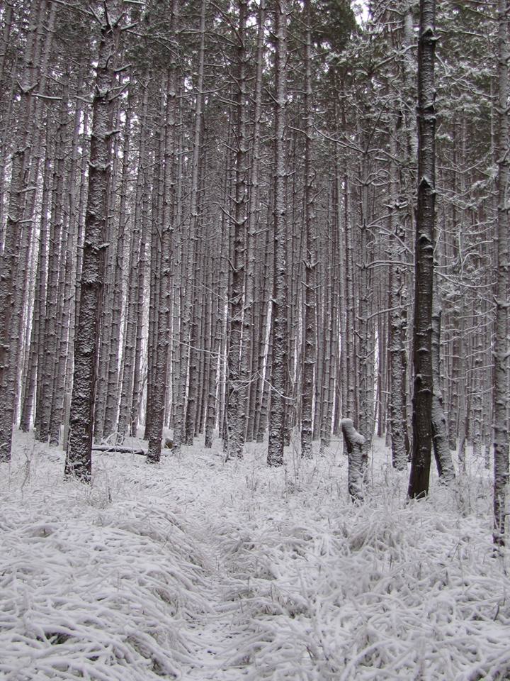 SleepingBearNPS's tweet image. "Between every two pines is a doorway to a new world." -John Muir #QuoteOfTheDay #NationalParks #FunFriday #winter