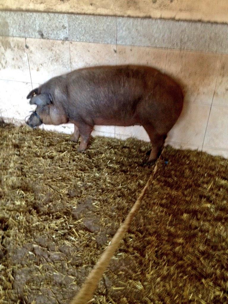 Jaimebr35's tweet photo. Vamos de paseooo ..🔪🔪🔪🐖 http://t.co/Ckjjb6Tf5J