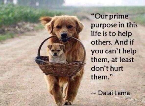 FindaCure_type1's tweet photo. agree! #dsma #celiac #circumstance #genetherapy #curefocus #T1D #type1 #Diabetics #t1d #diabetesawareness #Cure http://t.co/INkqlEgZuU