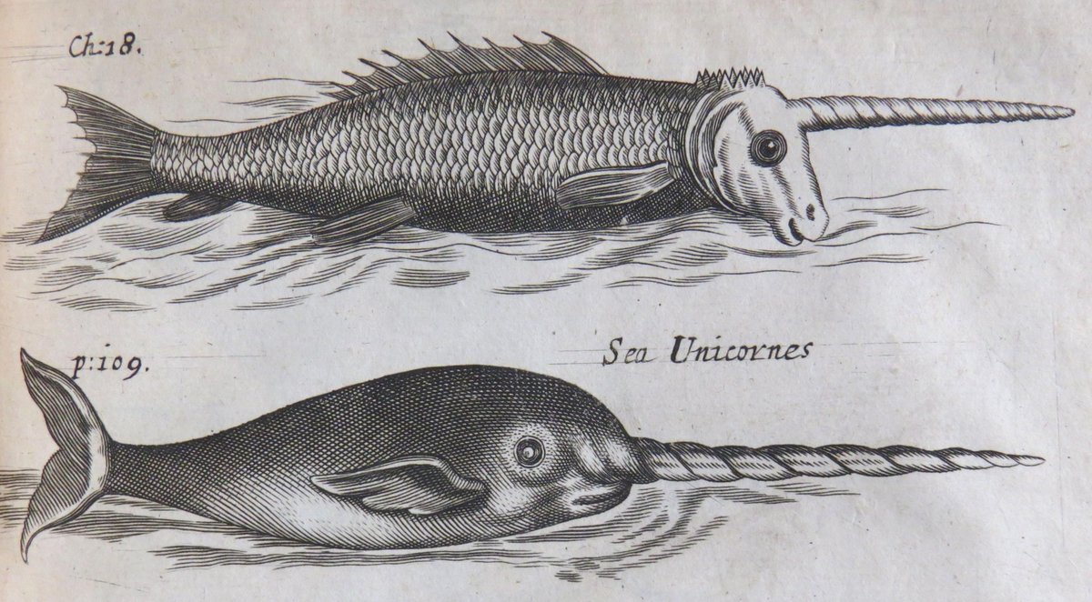 lampallib's tweet image. Sea unicorns! Engraving from 'The history of the Caribby-Islands', 1666 (Sion B85.2/R58)
