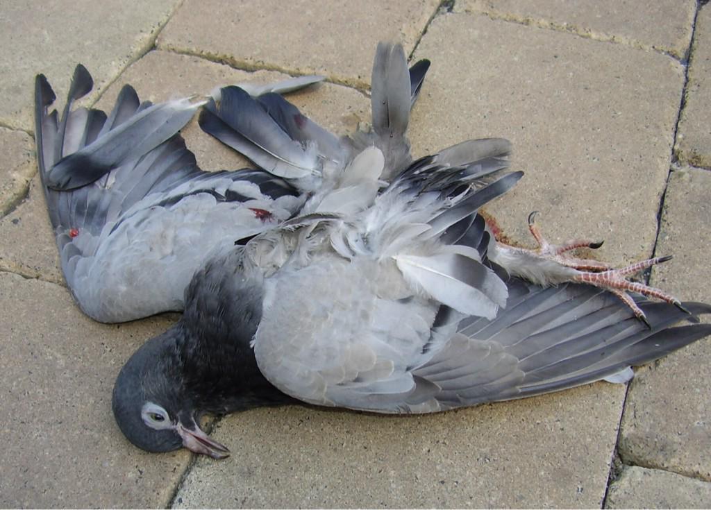 pimmy88's tweet photo. @andymee7 @ashcarr88 @skyhelpteam @btcare is this your pigeon BT? #wornout #overworked #thisisbtinternet http://t.co/mklsrquDzA