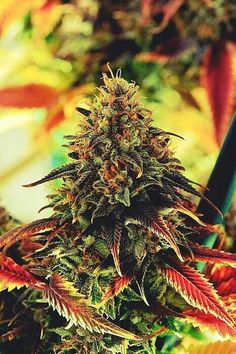 WeedChronicIe's tweet photo. Now this is WEED PORN http://t.co/Im8cmxxxrB