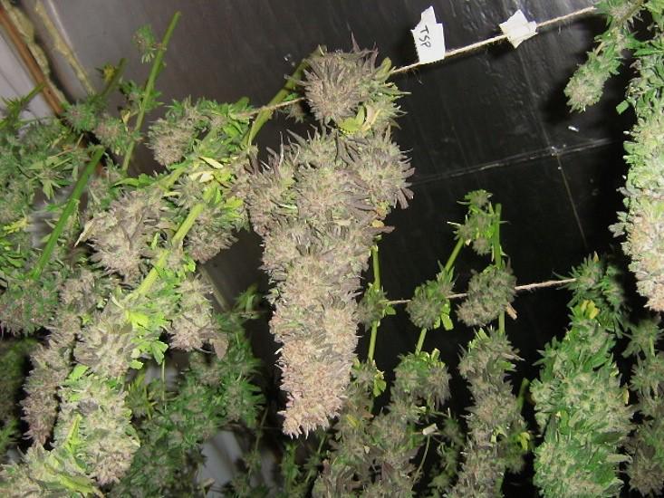 420Tribune's tweet photo. Growing Guide: 11 Essential Tips to Grow Your Own Marijuana: http://t.co/2dlCVaKxxF http://t.co/hwUivnHsyn