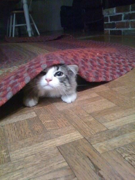 sneaky ninja cat video