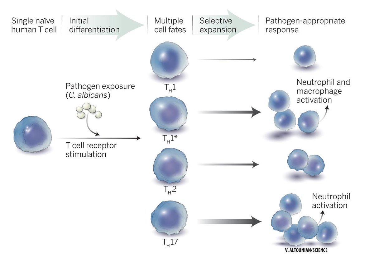 Science Magazine tweet media