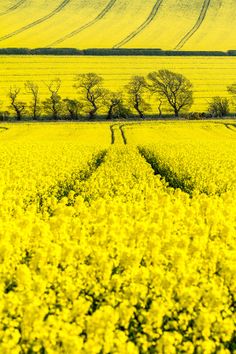 colorplanpapers's tweet image. Beautiful British rapeseed fields - they match our #Colorplan #FactoryYellow perfectly.