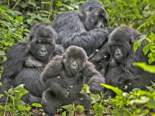Ebola virus 'has killed a third of the world's gorillas and chimpanzees' ind.pn/1xJO1VK