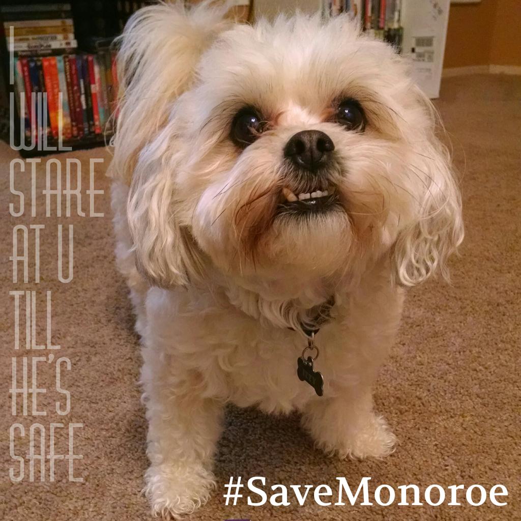 karibear09's tweet photo. @GrimmWriters Izzy &amp; I vote #SaveMonoroe please please! http://t.co/FtnpcboEXY