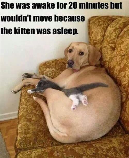BestPuppiesPics's tweet photo. You did it right, dog http://t.co/DzoidsqNPc